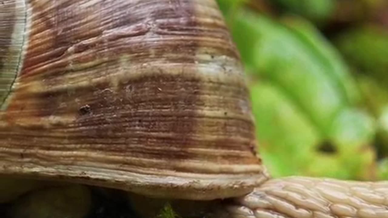 se sabe qual o animal mais antigo no mundo 1.mp4