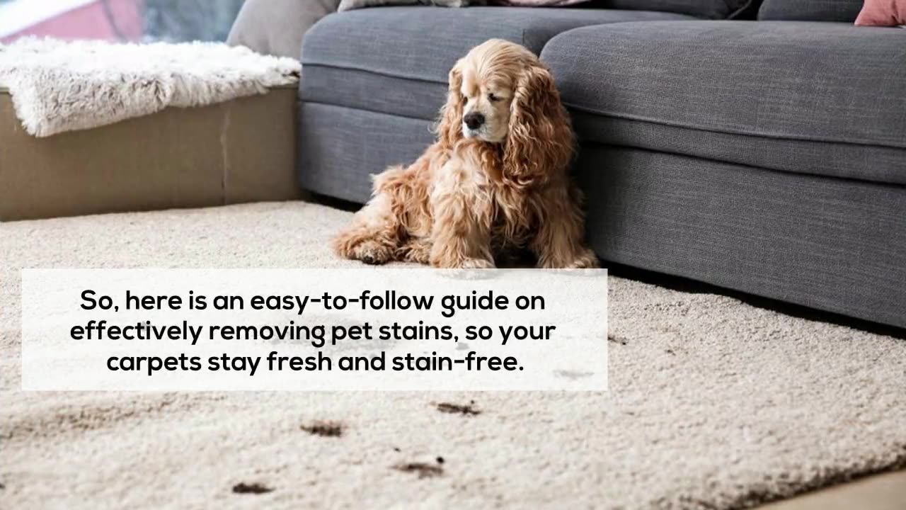 Removing Pet Stains from Carpets