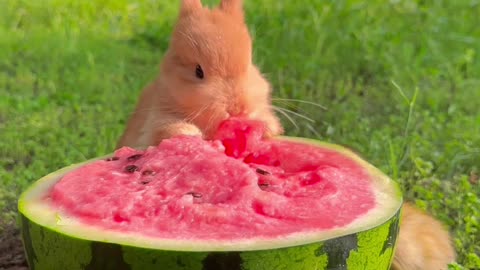 Squirrel watermelon