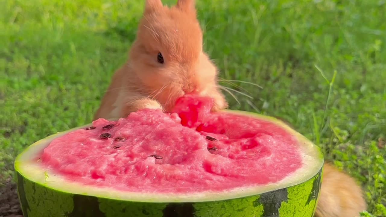 Squirrel watermelon