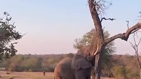 Elephant power