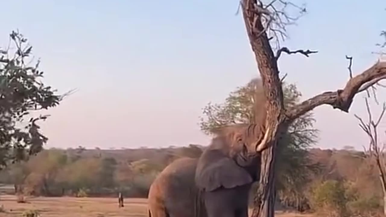 Elephant power