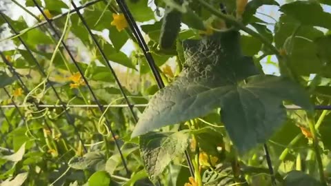 Seed Saving for Beginners - The 5 Easiest Seeds to Start With