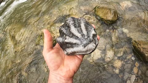 Finding a cool fossilized shell in Bongara, Peru