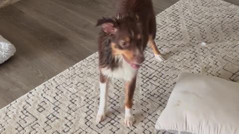 Puppy Tracks Mud Over White Furniture