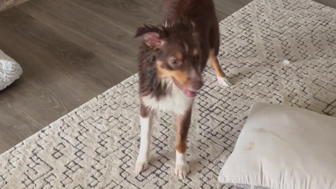 Puppy Tracks Mud Over White Furniture