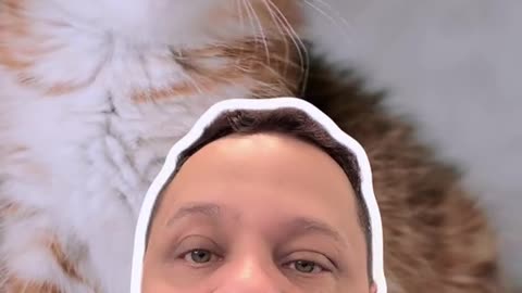 Gatos são verdadeiros caçadores