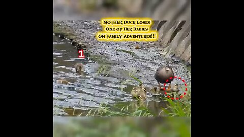 MOTHER Duck Loses One of Her Babies on Family Adventures? Duck Family Adventures 🐥😢🌟