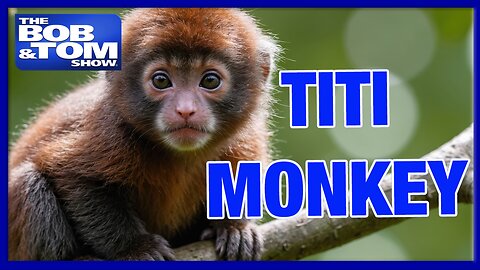 Titi Monkeys and Fat Kids Pizza