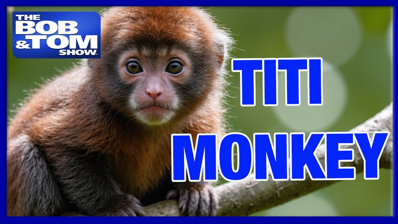 Titi Monkeys and Fat Kids Pizza