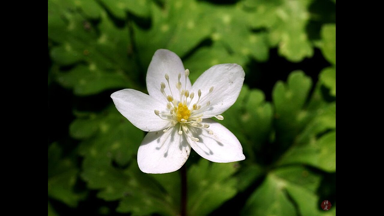 Digimon Beat Break episode 7 review: Nirinso