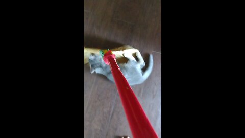 Kitten meets Broom, kitten attacks broom