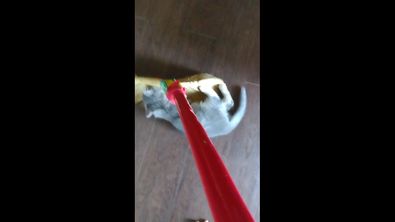 Kitten meets Broom, kitten attacks broom