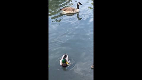 Mallard Ducks 🦆 & Canada Goose 🪿 #mallardducks #canadagoose #viral #shorts #followme #trending