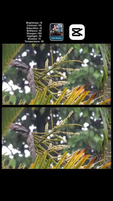 4K edit #CapCut Colour Edit part 6 🌿👻🤭 Jimid Kayed #foryou #Viral #trending #funny #Viralvideo