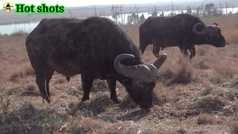 Living in a harsh environment