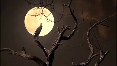 A MIGHTY WORK - DAILY DEVOTIONAL ❤️