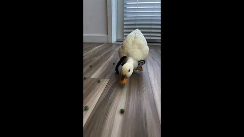 My personal vacuum (my duck)