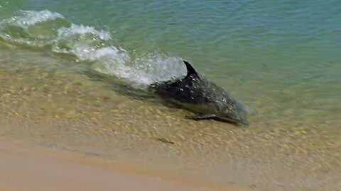 Hydroplaning Dolphins