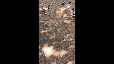 Squirrel 🐿️ & Mallard Ducks 🦆 #squirrel #mallardducks #ducks #duck #subscribe #shorts #viral