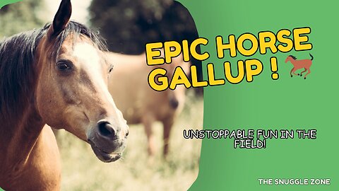 BEAUTIFUL HORSES PLAYING IN THE FIELD 🐎💨 | Fun at Full Gallop