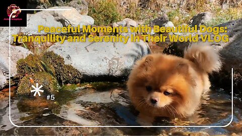 Peaceful Moments with Beautiful Dogs: Tranquility and Serenity in Their World