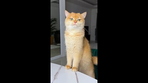 cat funny video 😺🐈🐈🐈😺cat funny videos 😺🐈