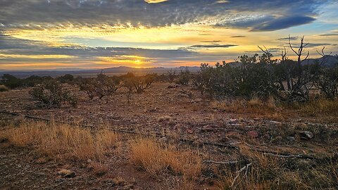 Christmas Eve firewood harvest, 2025