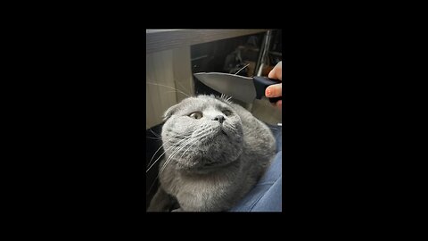 nimal Antics: Funniest Pet Moments of All Time"