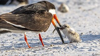 A Happy Black Skimmer Family