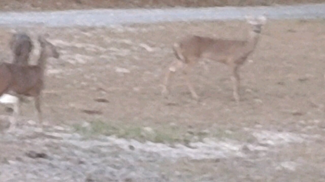 Deer don't like Stray cat