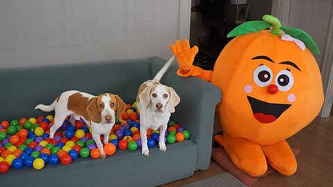 Dogs Get Ball Pit Surprise from Giant Orange! Funny Dogs Maymo & Potpie