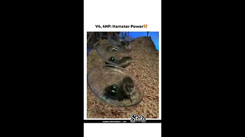 Rat