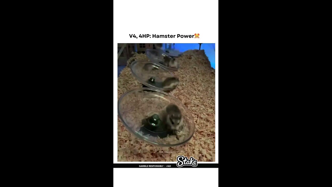 Rat