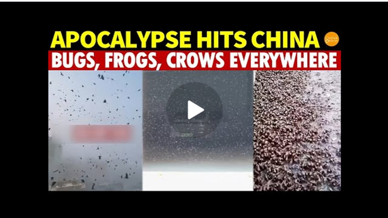 Apocalypse Hits China |Black Clouds of Bugs| Frogs and Crows Everywhere| and Flowers from the Abyss