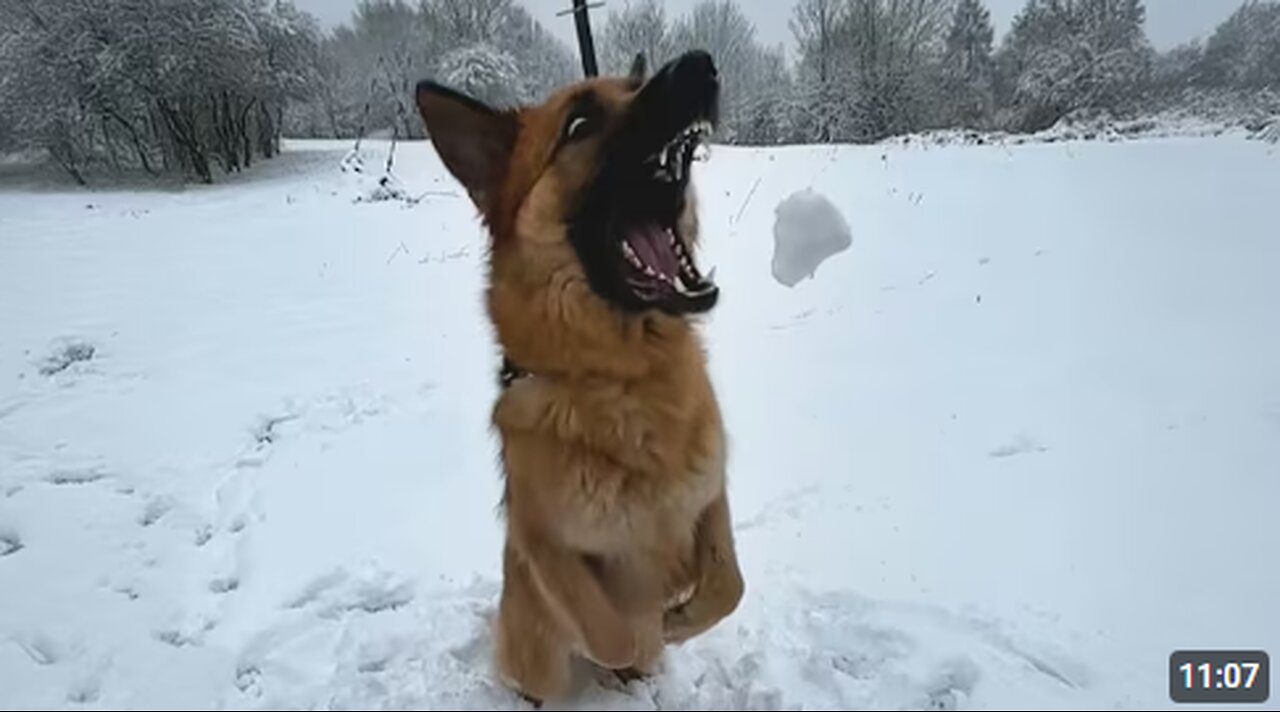 Dogs Touch Snow For the First Time... and Totally Lose It! 🤣