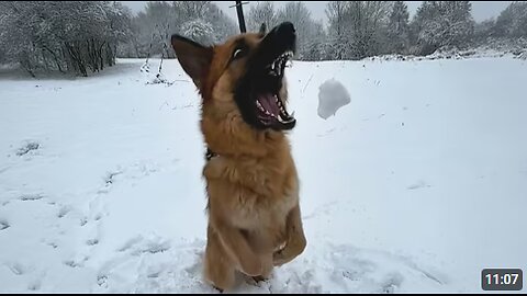Dogs Touch Snow For the First Time... and Totally Lose It! 🤣