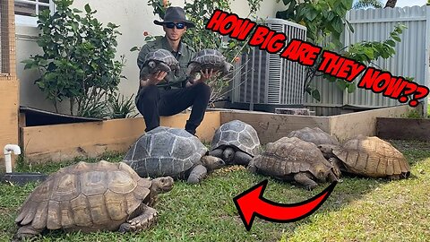 My Tortoise Family Keeps Getting Bigger!