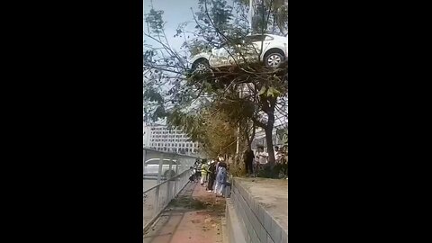 carparking tree