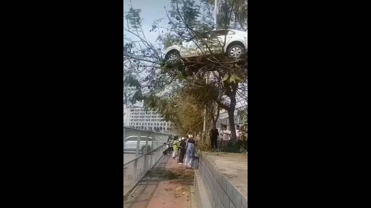 carparking tree