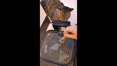 I feel bad for the kitties that got burned :( Why was there firewood on the couch tho?