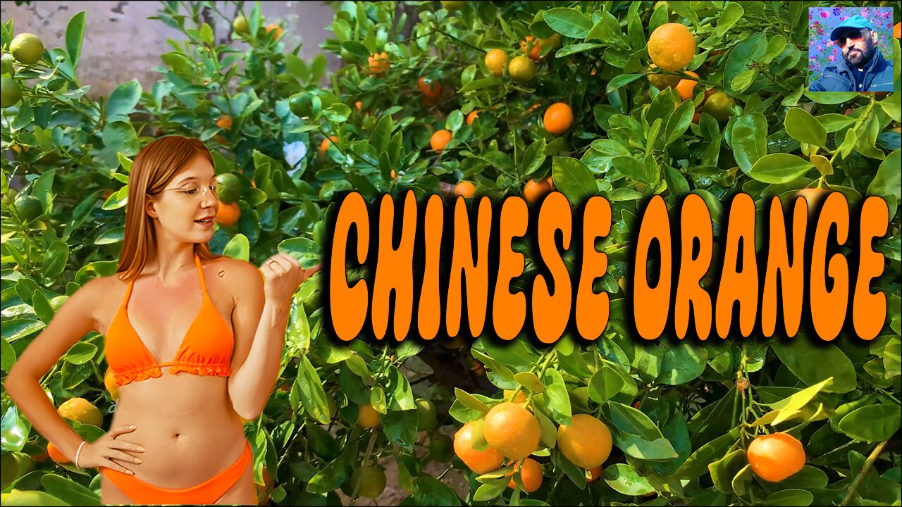 Chinese Orange