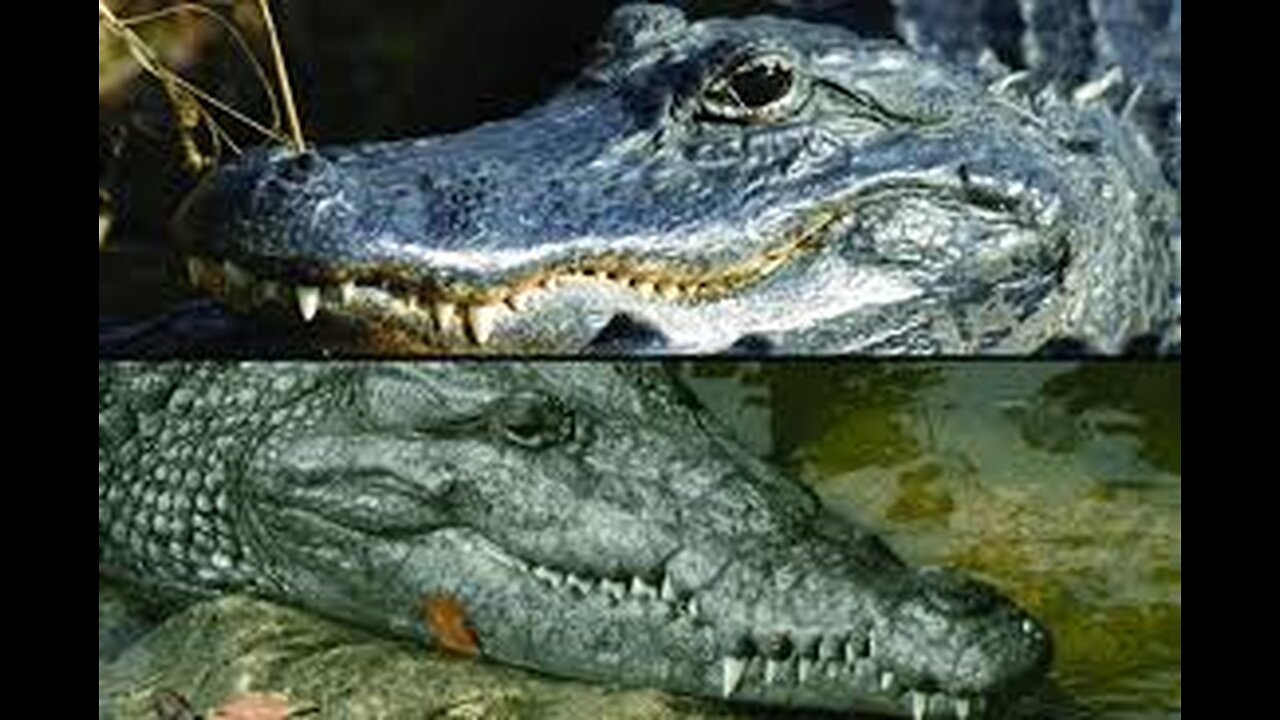 Crocodile vs Alligator - What's the Difference Really ?