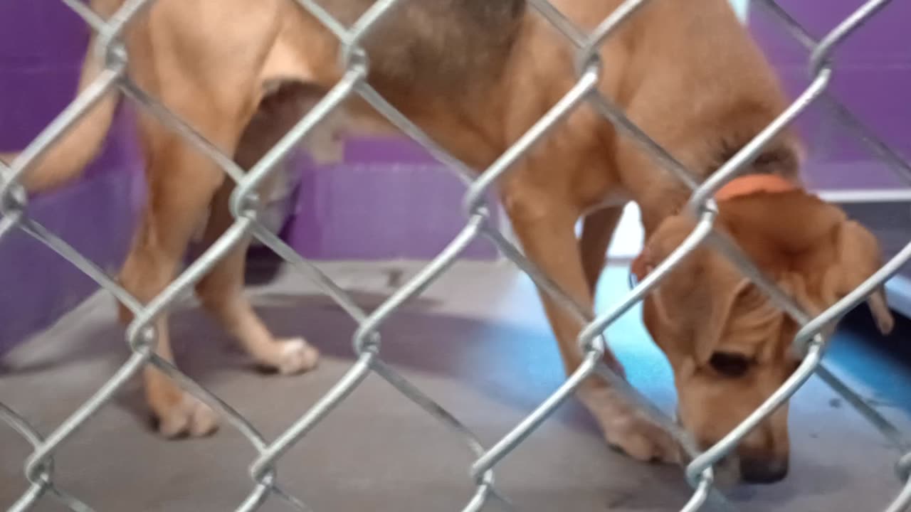 Nugget 5y Pet Id 946758 kennel 15 HSSAZ shelter20251004_133131126