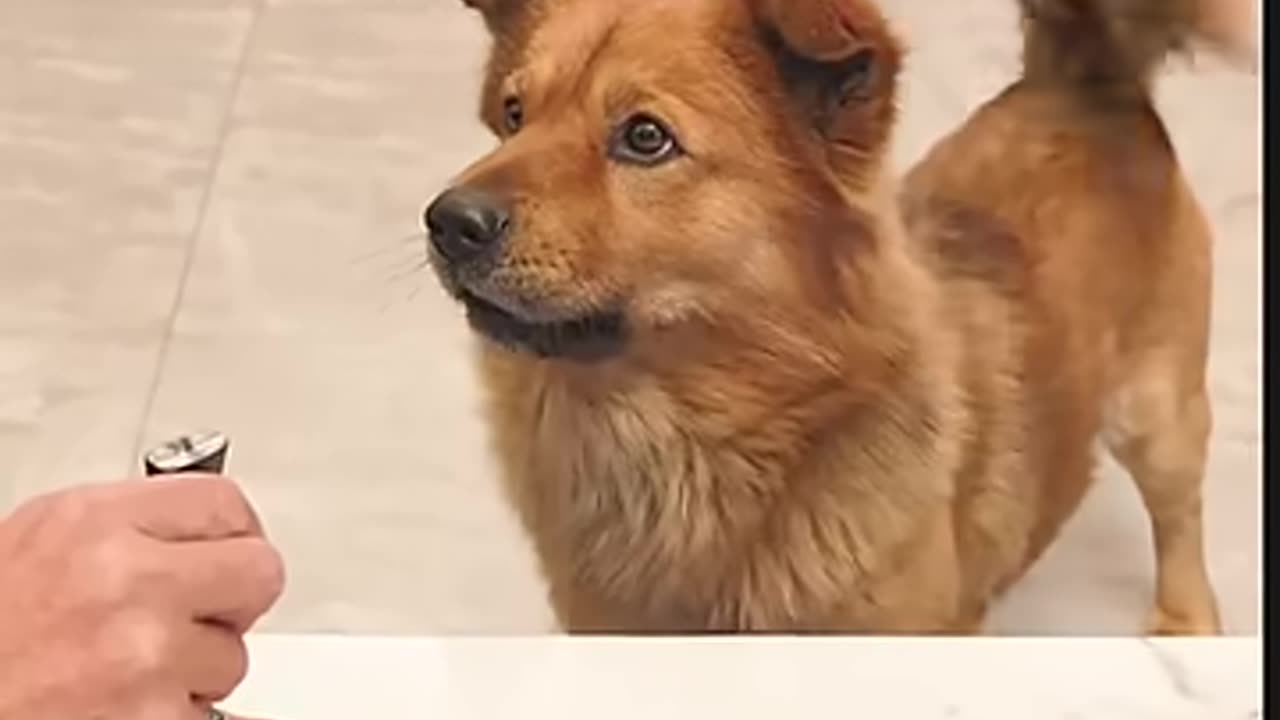 I'm just kidding you. Aren't you embarrassing your dad_ This dog is a real dog. Dogs. Cute pets