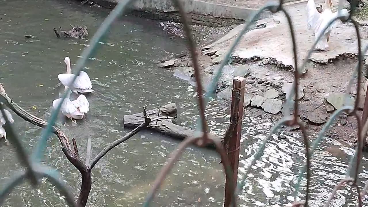 Amazing Kanpur Zoo | Uttar Pradesh, India