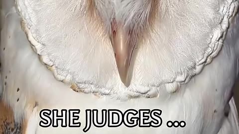 Breads , owls, cats & dog have a great sense of reading energy 🤍✨ #Love #really #energy #bitcoin