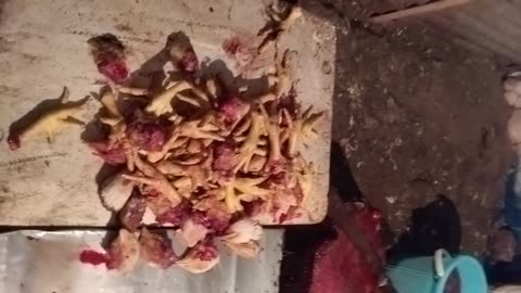 Fresh Chicken Meat for Sale | Daily Market Scene