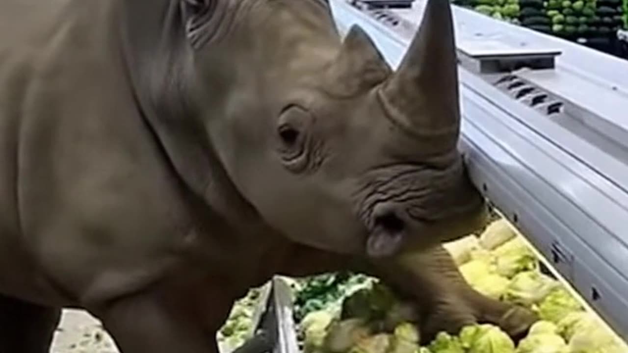 #rhino #rinoceronre #supermsrket