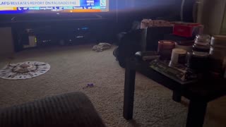 😂🐶 My Little Zaya's Fetch Skills Are NEXT LEVEL! | FunFM